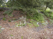 The Fernery