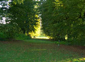The Lime Avenue