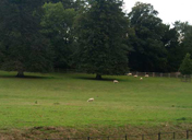 Sheep grazing