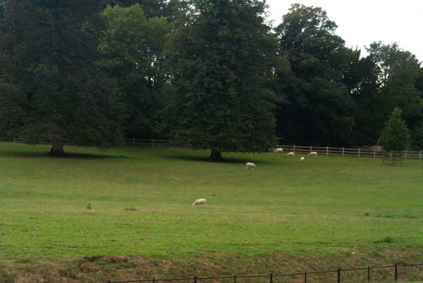 Sheep grazing