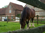 One of the rescued shire horses