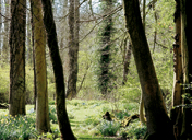 Inside the Wilderness