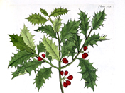 Holly 