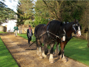 Shire horses
