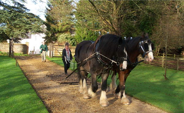 Shire horses